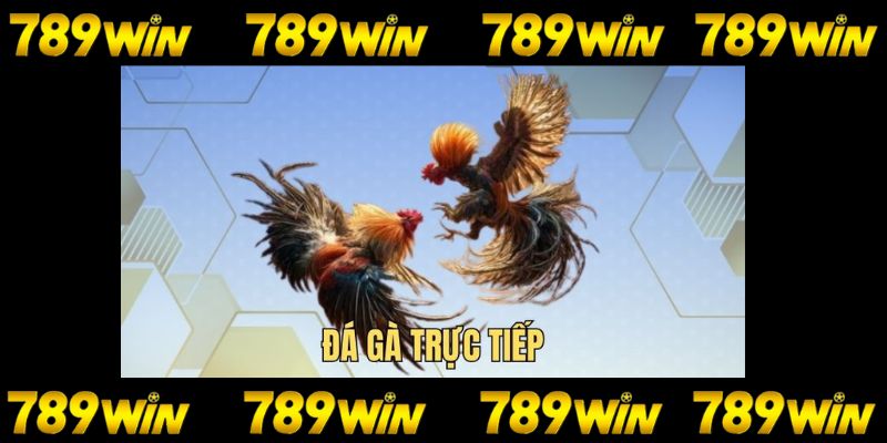 Vì sao bạn nên lựa chọn đá gà trực tiếp tại 789win