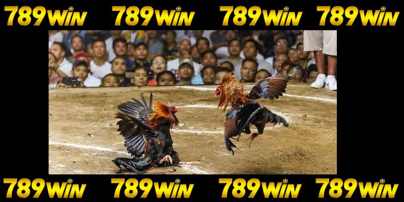 Đá Gà Trực Tiếp - Trải Nghiệm Trận Đấu Kịch Tích Tại 789win