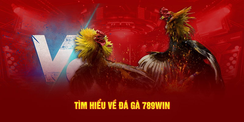 Tìm hiểu về đá gà 789Win